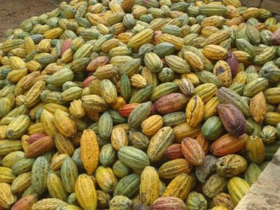 Tanzania Kokoa Kamili BIO 1kg surowe ziarna kakaowca - Image 4